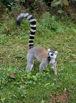 Ring Tailed Lemur, Andasibe: Vakona Lemur Island, Madagascar 2025