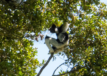 Indri Lemur, Andasibe: Forest Walks, Madagascar 2025