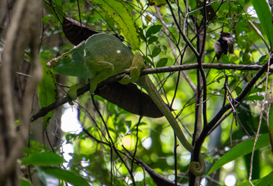 Parson's chameleon, Masoala: Primary Forest Walk, Madagascar 2025
