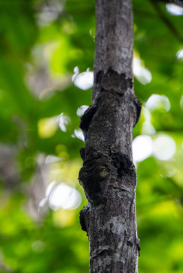 Leaf-tailed Gecko, Masoala: Primary Forest Walk, Madagascar 2025