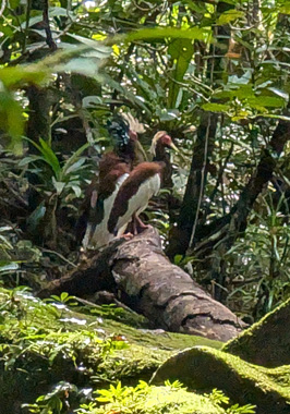 Madagascar Crested Ibis (?), Masoala: Primary Forest Walk, Madagascar 2025