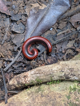 Giant Fire Millipede, Masoala: Primary Forest Walk, Madagascar 2025