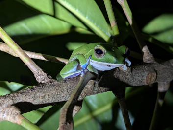 Amiable green tree frog, Masoala Lodge: Night Walk, Madagascar 2025