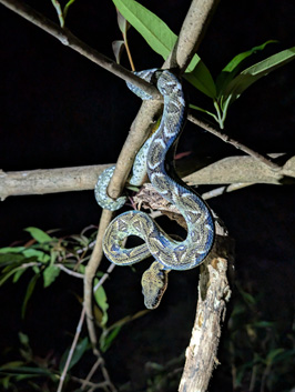 A "tree boa", Masoala Lodge: Night Walk, Madagascar 2025