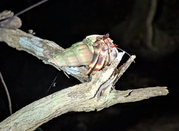 An unexpeceted arboreal hermit crab, Masoala Lodge: Night Walk, Madagascar 2025