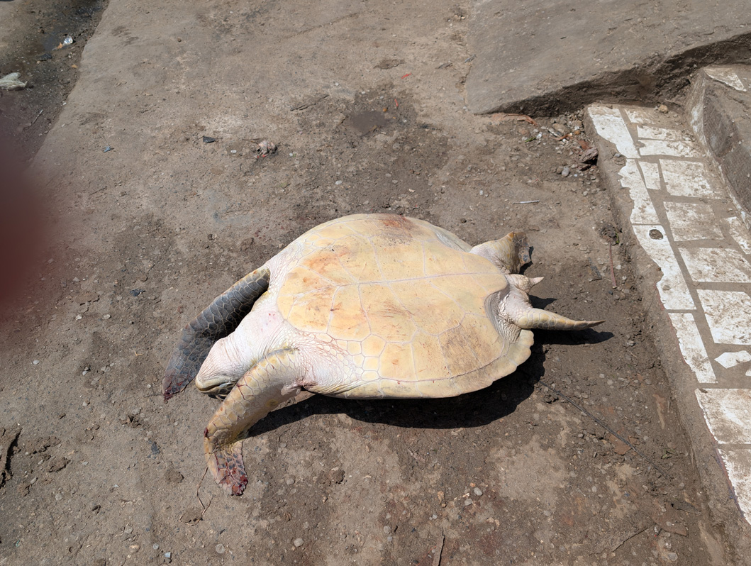 2025 Mogadishu, Fishmarket: Turtle