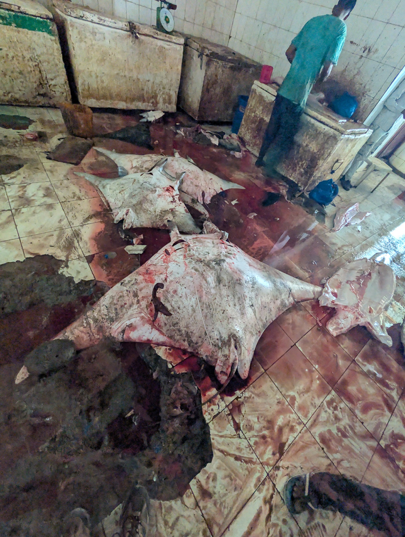 2025 Mogadishu, Fishmarket: Rays
