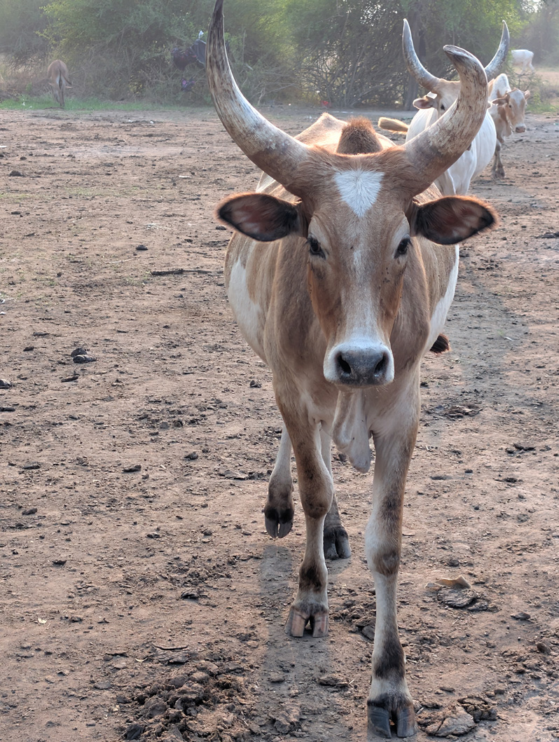 Mundari Cattle Camp, Mundari Cattle Camp