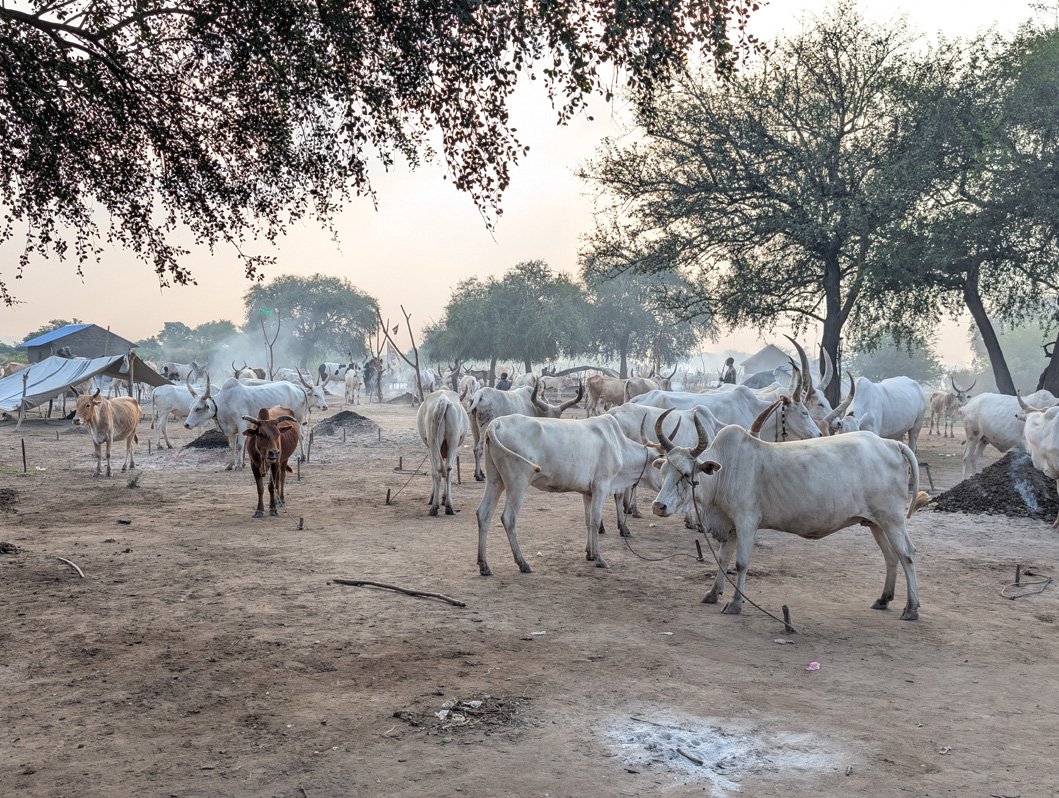 Mundari Cattle Camp, Each animal walks to its assigned tether
