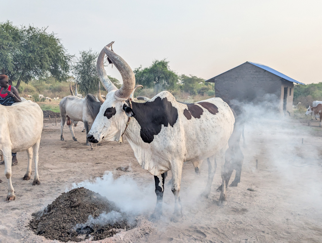Mundari Cattle Camp