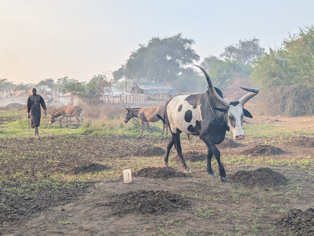 Mundari Cattle Camp