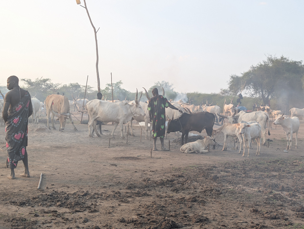 Mundari Cattle Camp