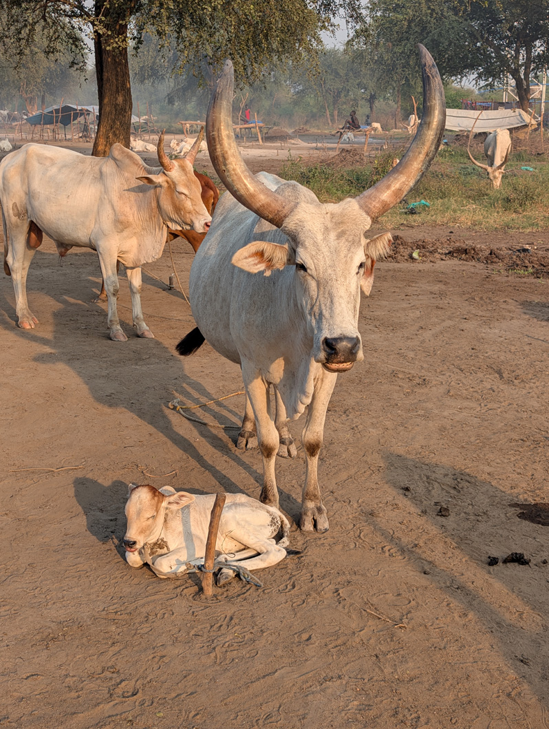 Mundari Cattle Camp