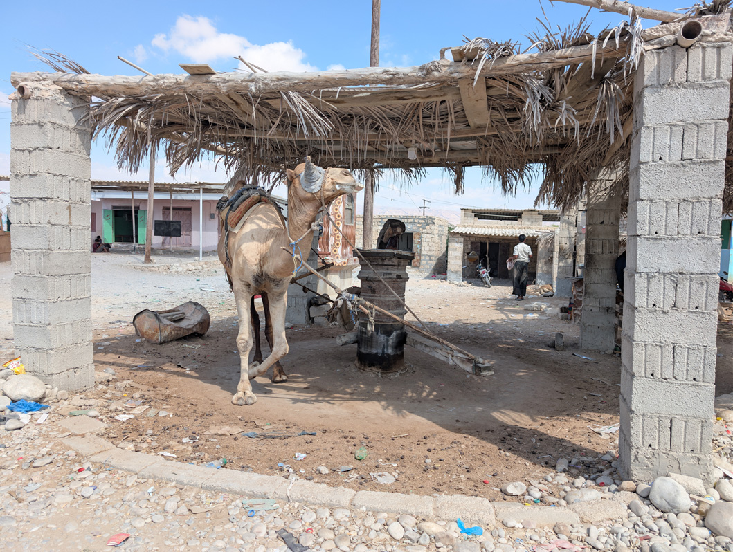 Mukalla: Precarious Tower, Camel-powered sesame press