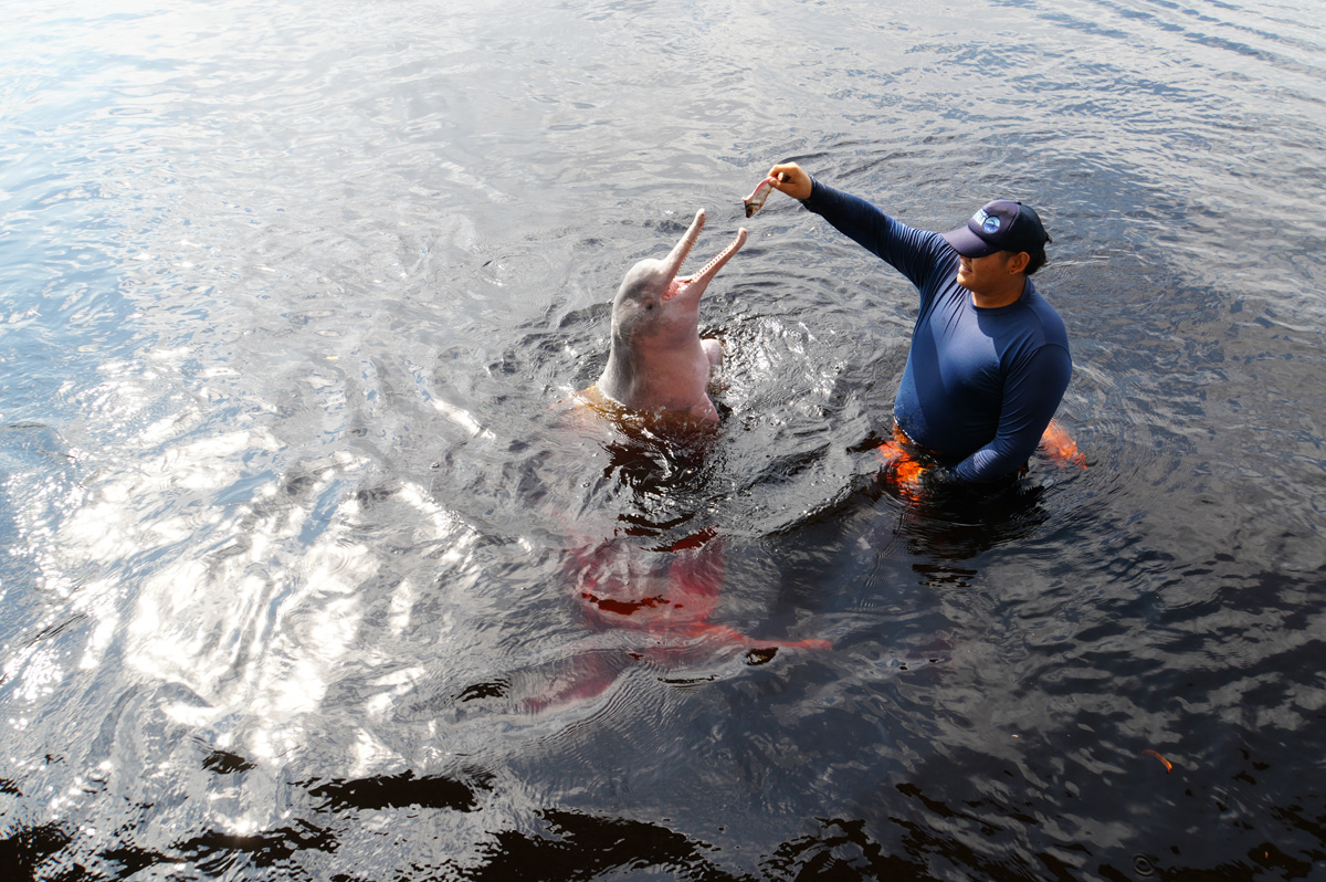 Rio Negro: Pink River Dolphins