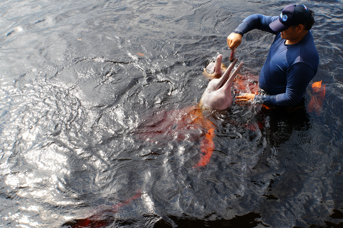 Rio Negro: Pink River Dolphins