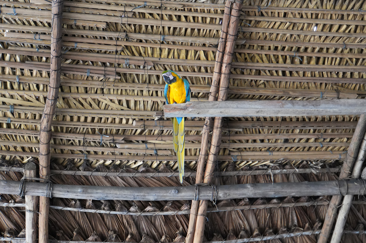 Rio Negro: "Indigenous Village" visit