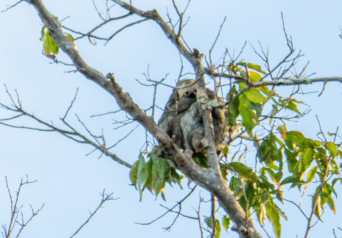 Amazonia: Arowana Lodge, Distant sloth