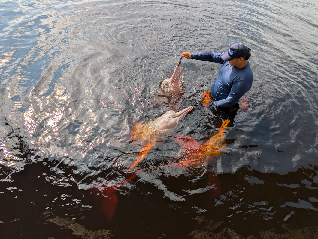 Rio Negro: Pink River Dolphins