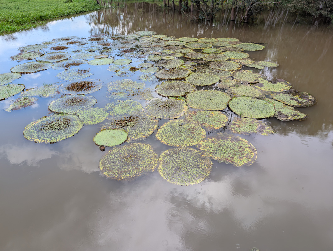 Rio Negro: "Indigenous Village" visit, Giant lily pads