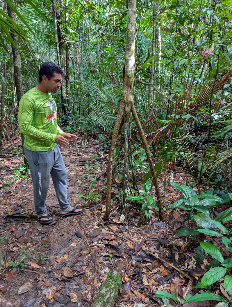 Amazonia: Arowana Lodge, So-called "Walking Tree"