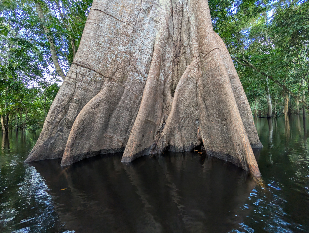 Amazonia: Arowana Lodge, Samaúma tree, buttress roots