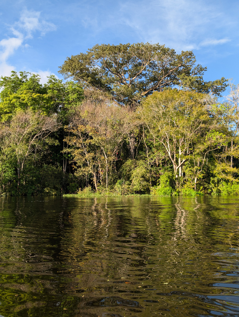 Amazonia: Arowana Lodge, Samaúma tree, "largest in area"