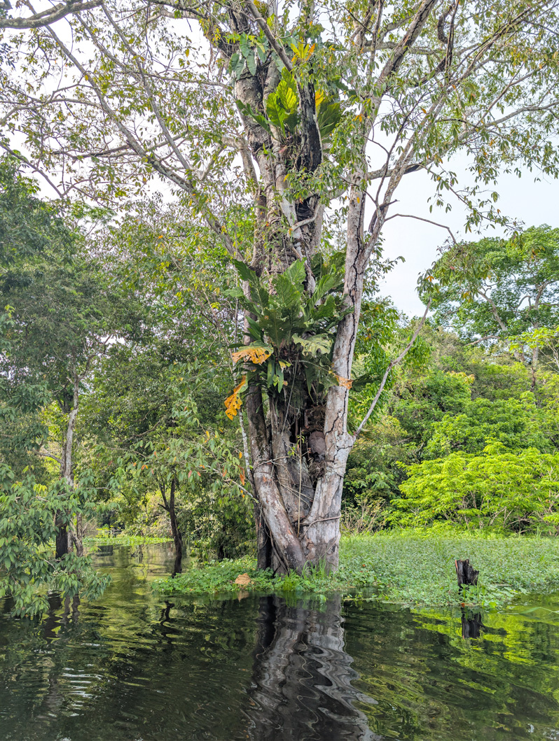 Amazonia: Arowana Lodge