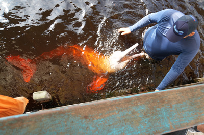 Rio Negro: Pink River Dolphins, 2026 Brazil