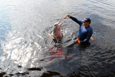 Rio Negro: Pink River Dolphins, 2026 Brazil