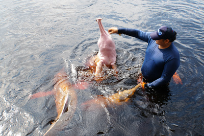 Rio Negro: Pink River Dolphins, 2026 Brazil