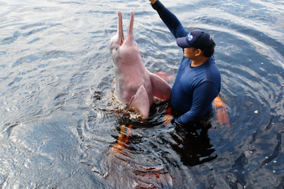 Rio Negro: Pink River Dolphins, 2026 Brazil
