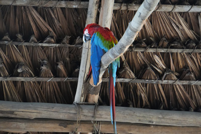 Rio Negro: 
