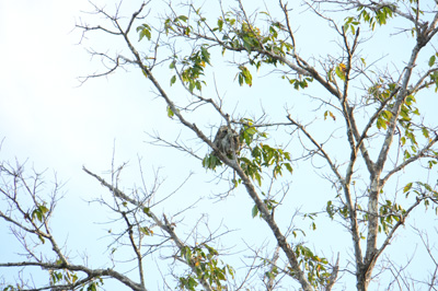 Distant sloth, Amazonia: Arowana Lodge, 2026 Brazil