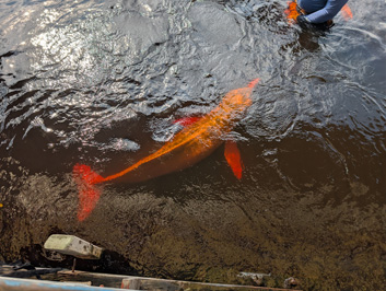 Rio Negro: Pink River Dolphins, 2026 Brazil
