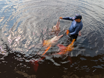 Rio Negro: Pink River Dolphins, 2026 Brazil