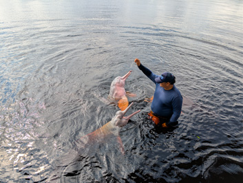 Rio Negro: Pink River Dolphins, 2026 Brazil