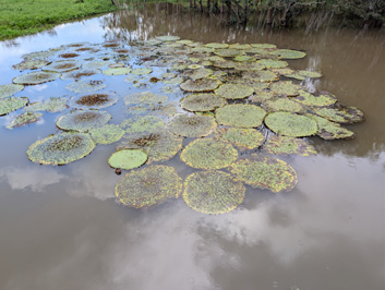 Giant lily pads, Rio Negro: 