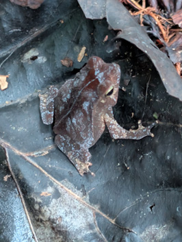 Charming little leaf frog, Amazonia: Arowana Lodge, 2026 Brazil