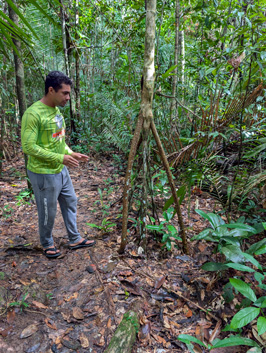 So-called "Walking Tree", Amazonia: Arowana Lodge, 2026 Brazil