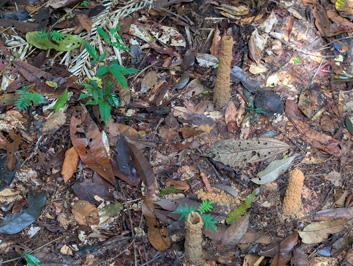 Cicada nests aka Cicada chimneys, Amazonia: Arowana Lodge, 2026 Brazil