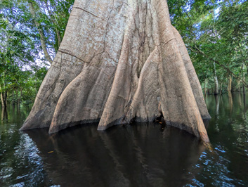 Samaúma tree, buttress roots, Amazonia: Arowana Lodge, 2026 Brazil
