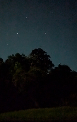 Southern Cross Bottom star just above tallest tree, Amazonia: Arowana Lodge, 2026 Brazil