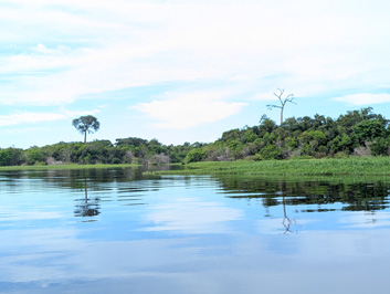 Amazonia: Arowana Lodge, 2026 Brazil
