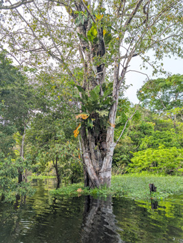 Amazonia: Arowana Lodge, 2026 Brazil