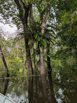 Amazonia: Arowana Lodge, 2026 Brazil