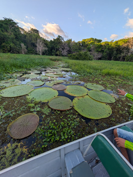 Giant Water Lilies, Amazonia: Arowana Lodge, 2026 Brazil