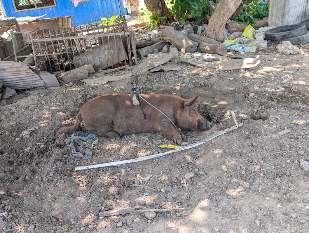 Tarawa, Republic of Kiribati, One of the many local pigs
