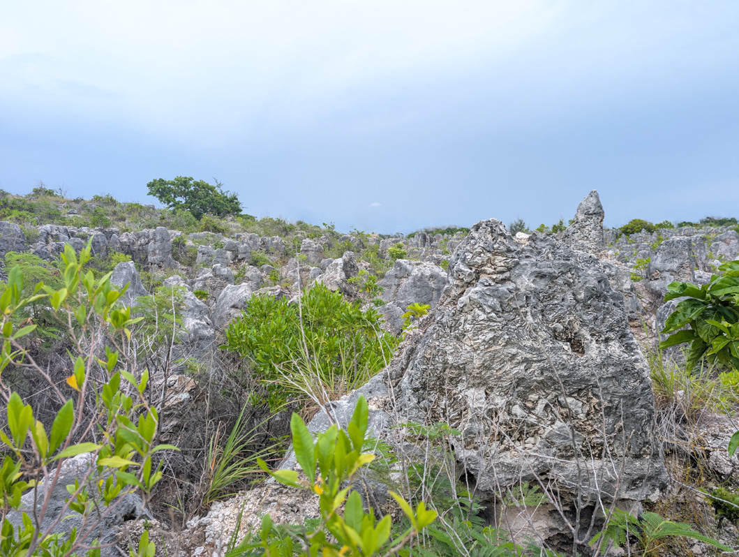 Nauru: Limestone Landscape