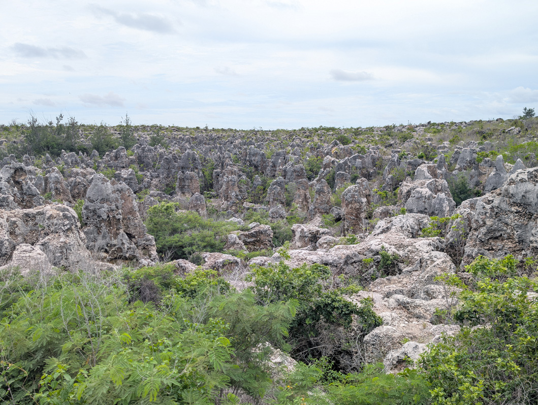Nauru: Limestone Landscape